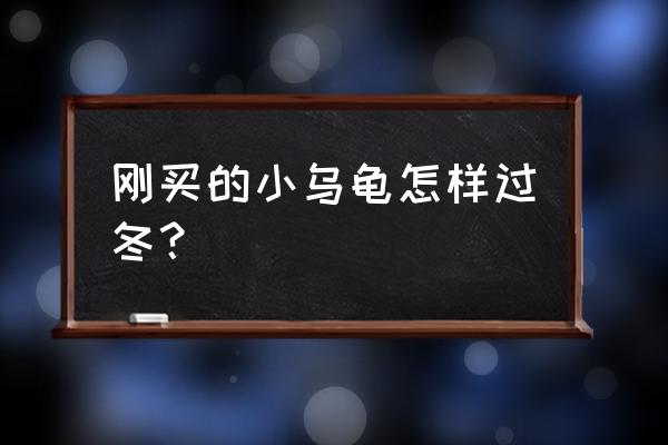 小宠物龟冬天怎么喂养 刚买的小乌龟怎样过冬？