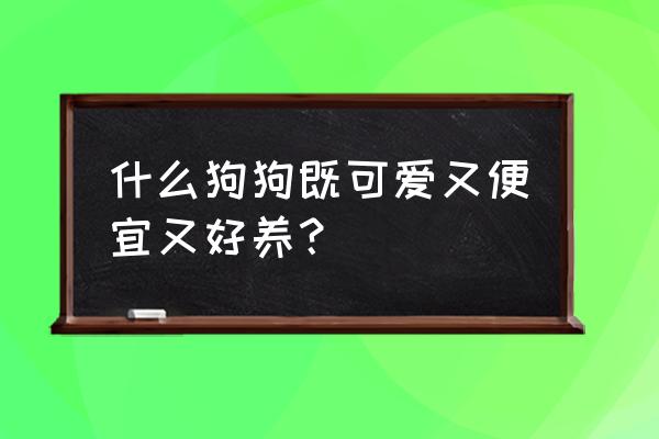 怎么养宠物最省钱的方法 什么狗狗既可爱又便宜又好养？