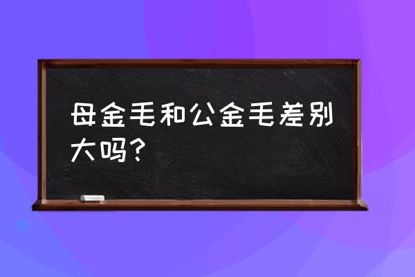 金毛养公的还是母的好 母金毛和公金毛差别大吗？