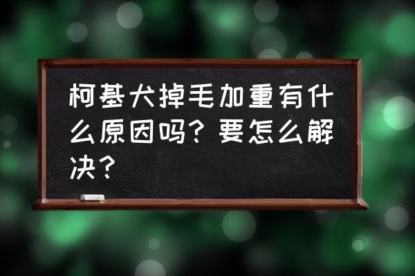 柯基掉毛彻底解决 柯基犬掉毛加重有什么原因吗？要怎么解决？