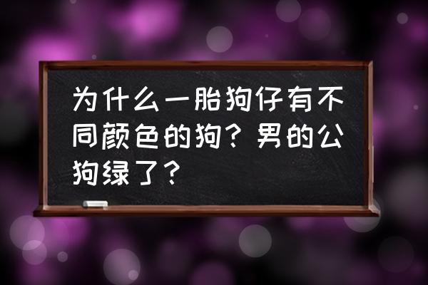 狗狗的皮肤怎么是花色的 为什么一胎狗仔有不同颜色的狗？男的公狗绿了？