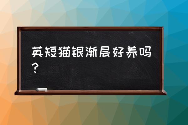 银渐层英短猫掉毛严重吗 英短猫银渐层好养吗？