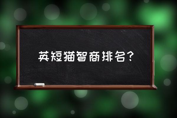 正宗英短猫有哪些最明显特点 英短猫智商排名？