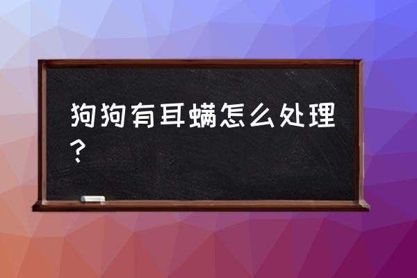 泰迪犬的耳朵有点发炎怎么办 狗狗有耳螨怎么处理？