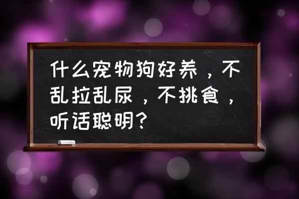 宠物狗怎么养 什么宠物狗好养，不乱拉乱尿，不挑食，听话聪明？