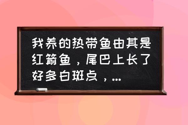 热带鱼得白点病用什么办法好得快 我养的热带鱼由其是红箭鱼，尾巴上长了好多白斑点，用什么方法可以把它去掉，是不是水的问题？