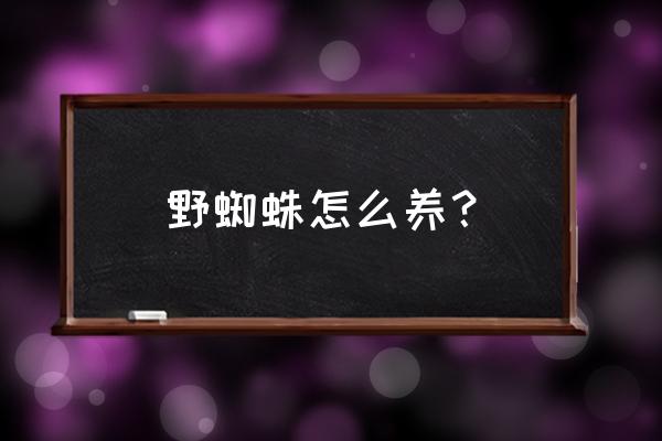 家里常见小蜘蛛怎么养 野蜘蛛怎么养？