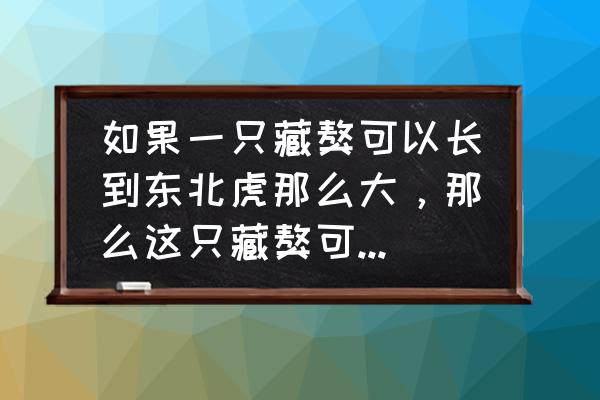 奥特曼ol系列如何快速获得耐力 如果一只藏獒可以长到东北虎那么大，那么这只藏獒可以打得过东北虎吗？为什么？