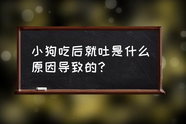 狗狗吃7种常见食物引起中毒的症状 小狗吃后就吐是什么原因导致的？