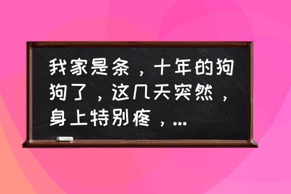 狗狗年龄大了关节不好怎么办 我家是条，十年的狗狗了，这几天突然，身上特别疼，不让人碰，时好时坏的，怎么办，前几天吃东西，现在连东西也不？