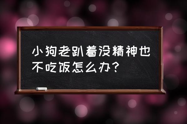 狗狗呕吐后无精打采怎么解决 小狗老趴着没精神也不吃饭怎么办？