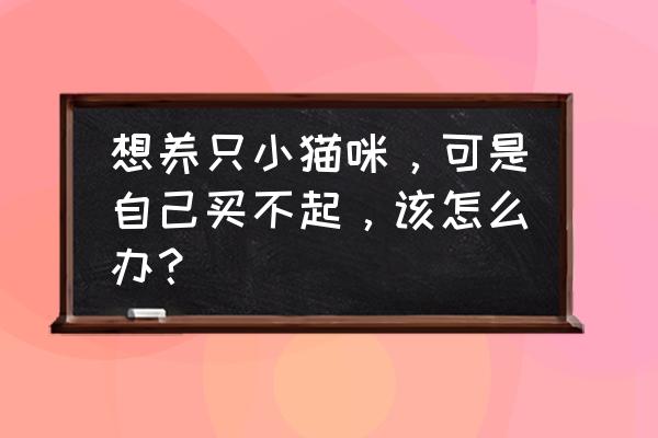 交易猫怎么调整自己的价格 想养只小猫咪，可是自己买不起，该怎么办？