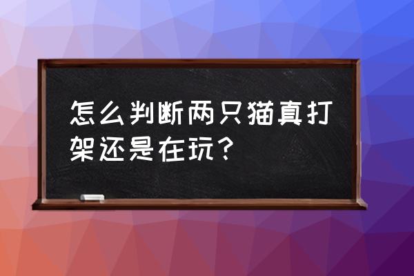 怎么判断猫咪是否在打架 怎么判断两只猫真打架还是在玩？