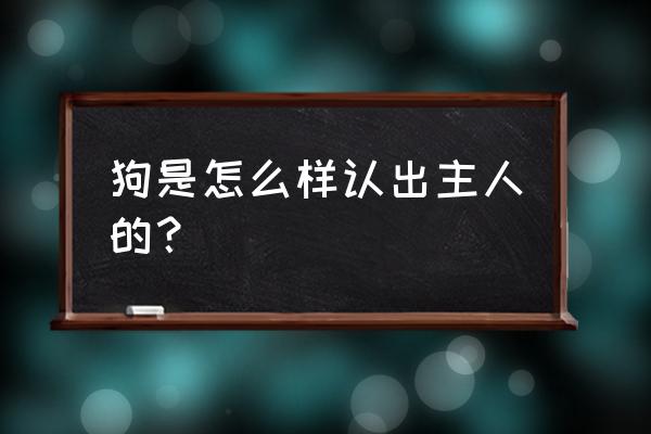 怎样知道狗狗喜不喜欢你 狗是怎么样认出主人的？